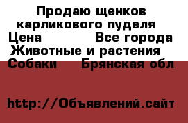 Продаю щенков карликового пуделя › Цена ­ 2 000 - Все города Животные и растения » Собаки   . Брянская обл.